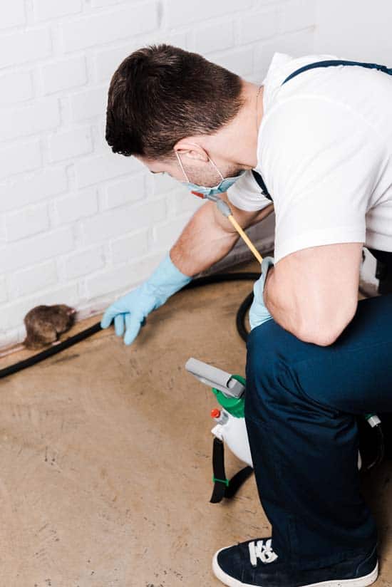 pest control and inspection services brisbane
