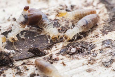 termites found in brisbane home